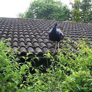 Peacock on Rhino House Roof - 27.07.2010