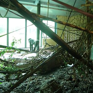 Inside the Gorilla House - 27.07.2010