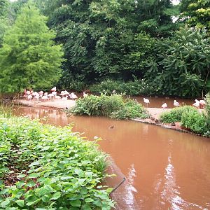 Flamingos - 27.07.2010