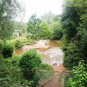 Flamingos - 27.07.2010