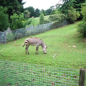 Zebra - 27.07.2010