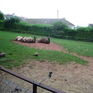 Camels - 27.07.2010