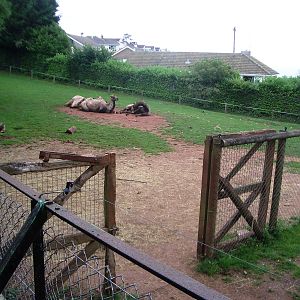 Camels - 27.07.2010