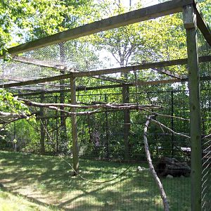 African Journey - DeBrazza Monkey Exhibit