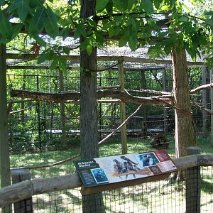 African Journey - DeBrazza Monkey Exhibit