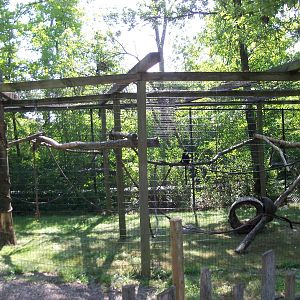 African Journey - DeBrazza Monkey Exhibit