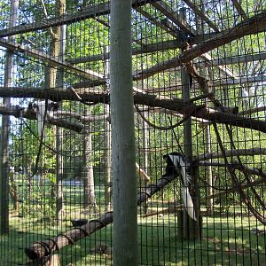 African Journey - Colobus Monkey/Diana Monkey Exhibit