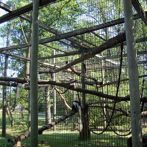 African Journey - Colobus Monkey/Diana Monkey Exhibit