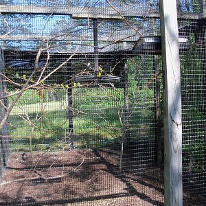 African Journey - Black-Masked Lovebird Exhibit