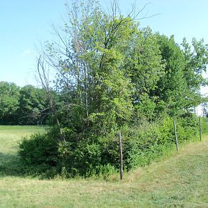 African Journey - Reticulated Giraffe Exhibit