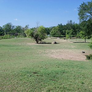 African Journey - Wildebeest/Ostrich/Zebra/White Stork Savanna