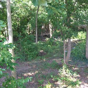 African Journey - Black Stork Exhibit