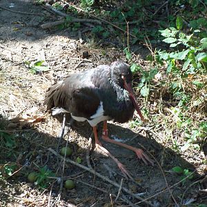 African Journey - Black Stork