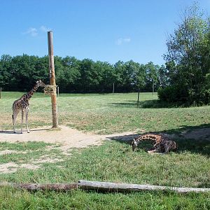 African Journey - Reticulated Giraffe Exhibit