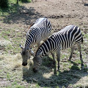 African Journey - Zebras