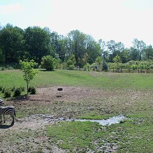 African Journey - Wildebeest/Ostrich/Zebra/White Stork Savanna