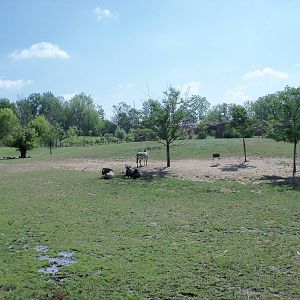 African Journey - Wildebeest/Zebra/Ostrich/White Stork Savanna
