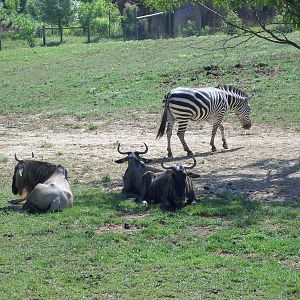 African Journey - Wildebeest/Zebra/Ostrich/White Stork Savanna