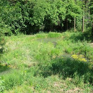 African Journey - Wattled Crane Exhibit