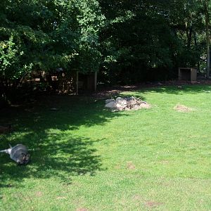 Bennett's Wallaby Exhibit