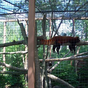 Red Panda Exhibit
