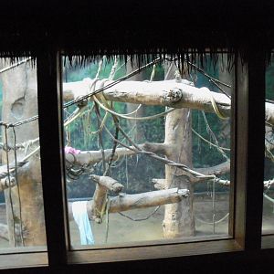 Indonesian Rain Forest - Sumatran Orangutan Exhibit