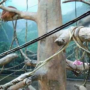 Indonesian Rain Forest - Sumatran Orangutan Exhibit