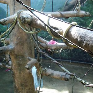 Indonesian Rain Forest - Sumatran Orangutan Exhibit