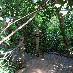 Indonesian Rain Forest - Walk-Through Aviary