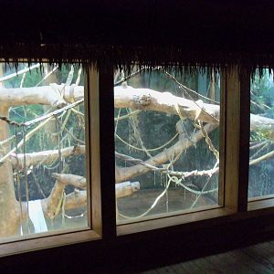 Indonesian Rain Forest - Sumatran Orangutan Exhibit