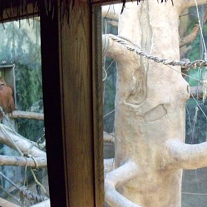 Indonesian Rain Forest - Sumatran Orangutan Exhibit