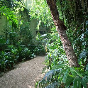 Indonesian Rain Forest - Walk-Through Aviary