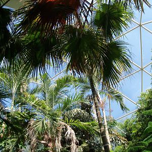 Indonesian Rain Forest - Walk-Through Aviary