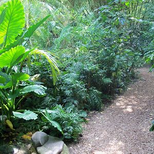 Indonesian Rain Forest - Walk-Through Aviary