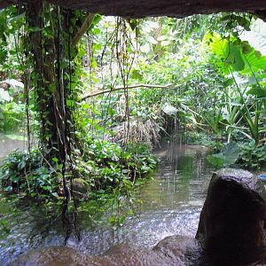 Indonesian Rain Forest - Walk-Through Aviary