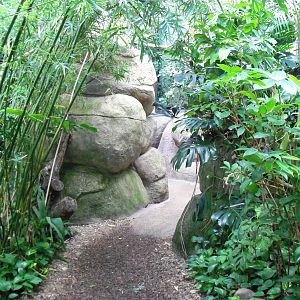 Indonesian Rain Forest - Walk-Through Aviary