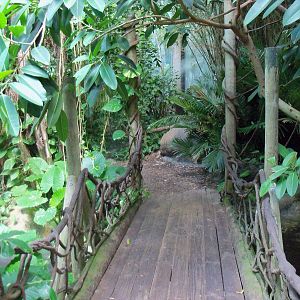 Indonesian Rain Forest - Walk-Through Aviary