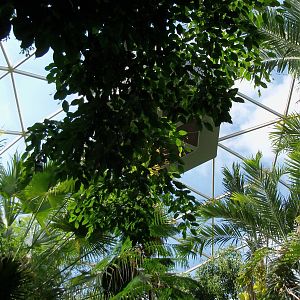 Indonesian Rain Forest - Walk-Through Aviary