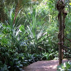 Indonesian Rain Forest - Walk-Through Aviary