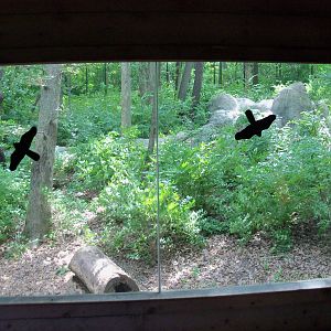 Indonesian Rain Forest - Sumatran Tiger Exhibit