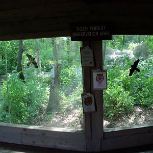 Indonesian Rain Forest - Sumatran Tiger Exhibit