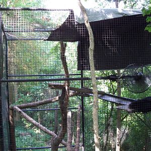 Indonesian Rain Forest - Binturong Exhibit