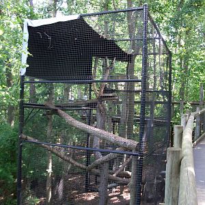 Indonesian Rain Forest - Binturong Exhibit