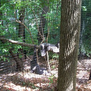Indonesian Rain Forest - Javan Gibbon Exhibit