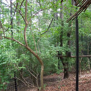 Indonesian Rain Forest - Javan Gibbon Exhibit