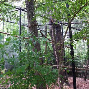 Indonesian Rain Forest - Siamang Exhibit