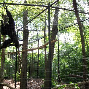 Indonesian Rain Forest - Siamang Exhibit