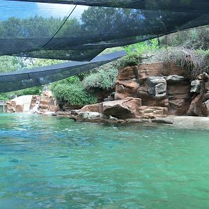 California Sea Lion Pool