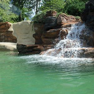 California Sea Lion Pool