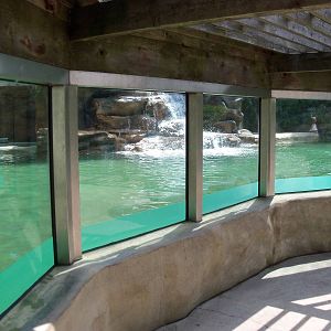 California Sea Lion Pool